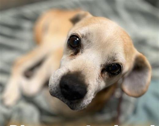 CHAD - Beagle / Chihuahua available for adoption