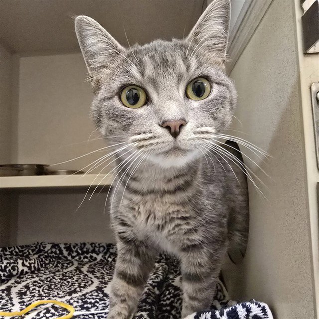 DOVEWING Image
