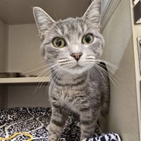 DOVEWING - Photo 1