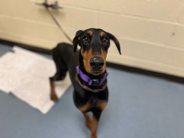 TOPSY TURVY - Doberman Pinscher available for adoption