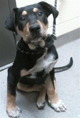 SUNNY D - Rottweiler available for adoption