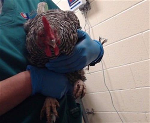FEATHER LOCKLEAR - Chicken available for adoption