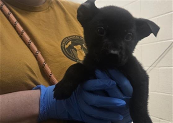 JINO - Chow Chow available for adoption