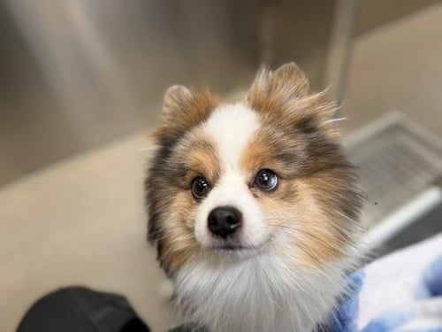 STORM - Pomeranian available for adoption