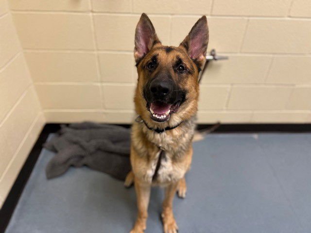 BRAXTON - German Shepherd Dog available for adoption