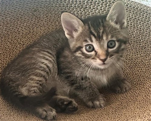 JUPITER - Domestic Short Hair available for adoption