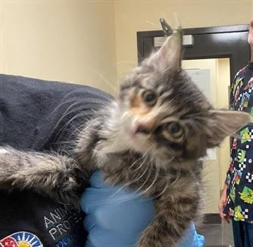JUPITER - Domestic Short Hair available for adoption