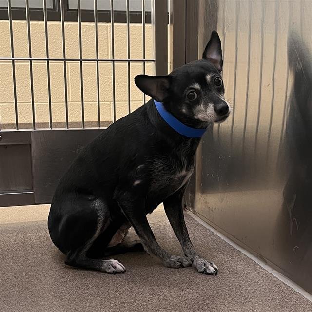 SKINNY - Chihuahua available for adoption