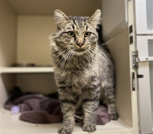 CHIRPS - Domestic Medium Hair available for adoption