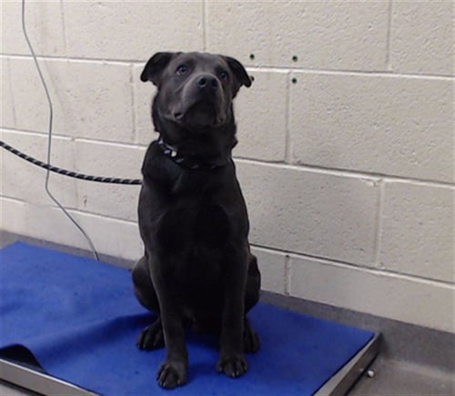 BAXTER - Labrador Retriever available for adoption