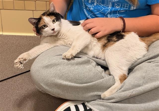 KATE - Domestic Short Hair available for adoption