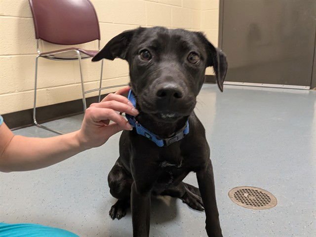 LUNA - Labrador Retriever available for adoption