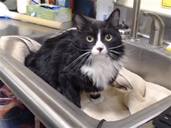 WINSTON - Domestic Medium Hair available for adoption