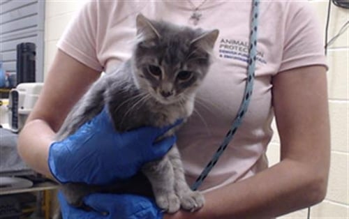 CAPELLINI - Domestic Short Hair available for adoption
