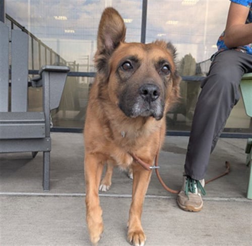 KAYA - German Shepherd Dog / Boxer available for adoption