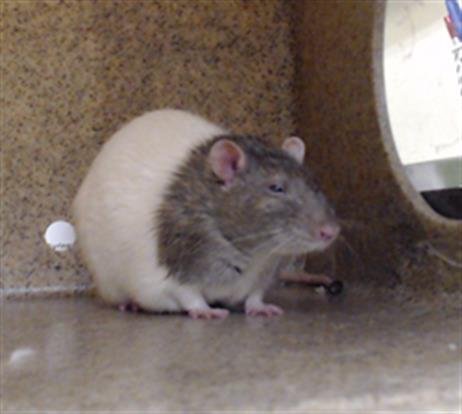 SPUTNIK - Rat available for adoption