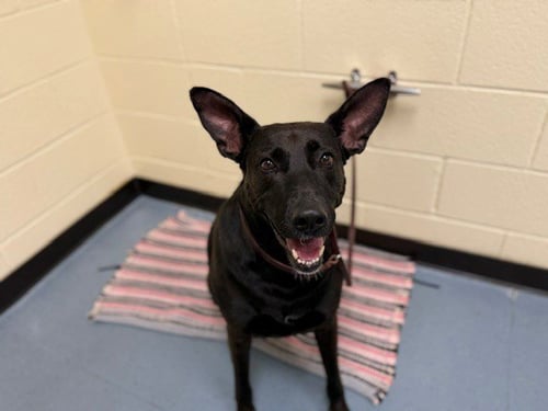 BUN BUN - Labrador Retriever / German Shepherd Dog available for adoption