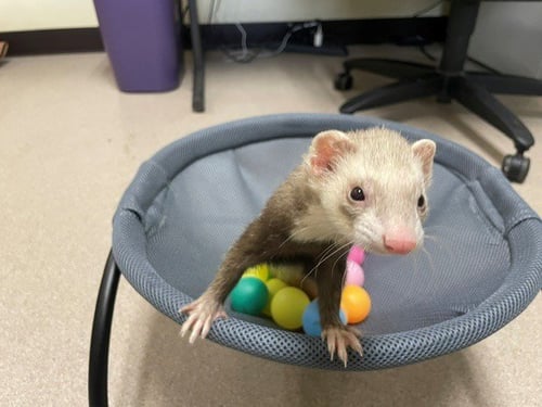 ROXANNA ZUZUANA BANANA - Ferret available for adoption
