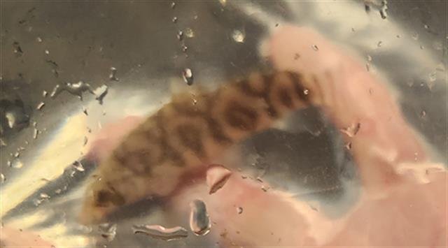 FRILLISH - Fish available for adoption