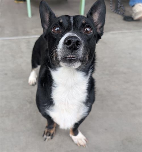 ZERO - Pembroke Welsh Corgi available for adoption