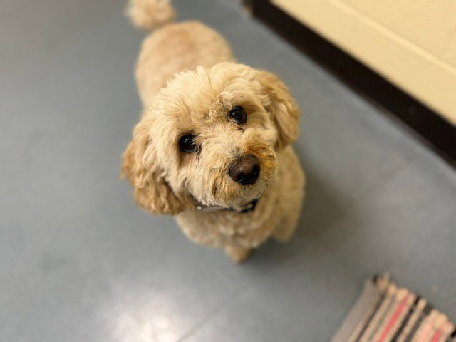 CHARLIE Image