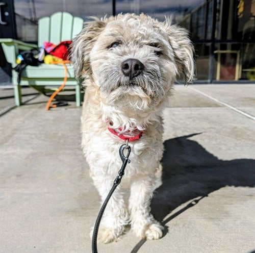 CANDY CORN - Poodle (Miniature) / Terrier available for adoption
