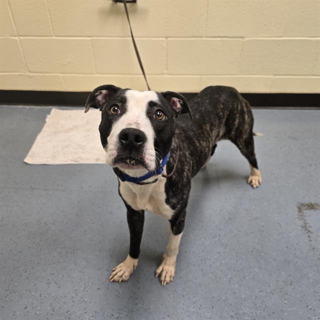 SUN CHIP - American Pit Bull Terrier / Border Collie available for adoption