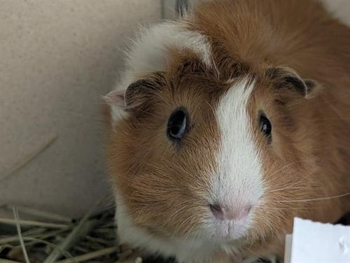 BAUTISTA - Guinea Pig available for adoption