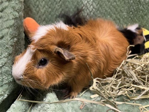BAUTISTA - Guinea Pig available for adoption