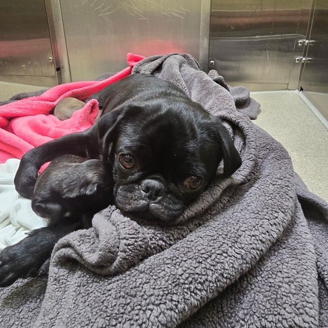 LULU - Pug available for adoption