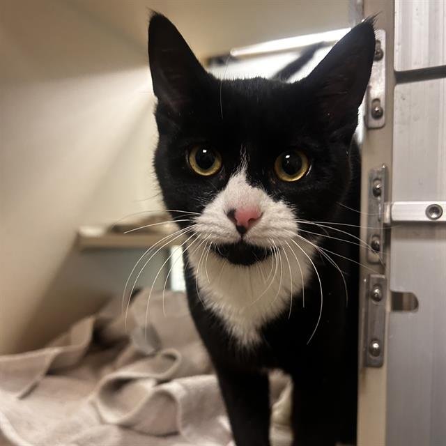 PIPER - Domestic Short Hair available for adoption