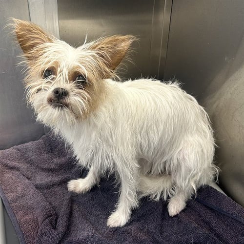 NOTEBOOK - Chihuahua available for adoption