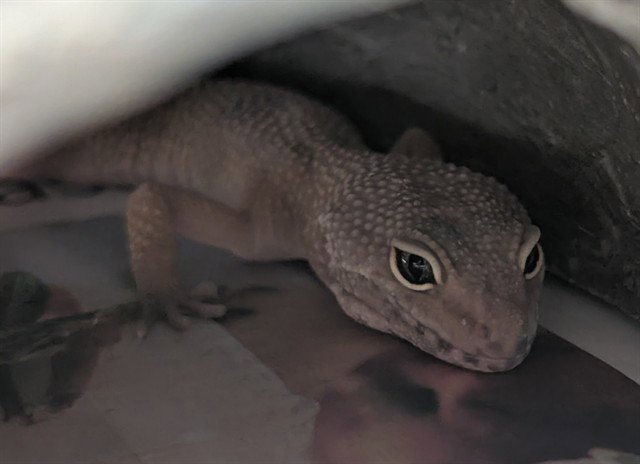GECKLEBERRY FINN Image