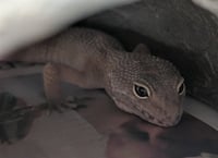 GECKLEBERRY FINN - Photo 1