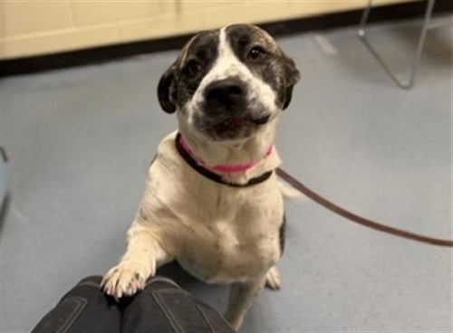 CORAL - Labrador Retriever / American Pit Bull Terrier available for adoption