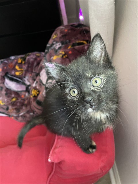 MAY - Domestic Short Hair available for adoption