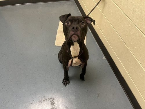 STORM - American Pit Bull Terrier available for adoption