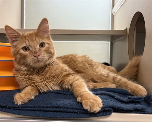 CHUCKY - Domestic Short Hair available for adoption