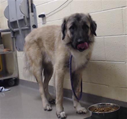 INBOX - Anatolian Shepherd available for adoption