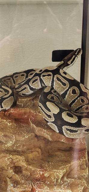 RAYQUAZA - Snake available for adoption