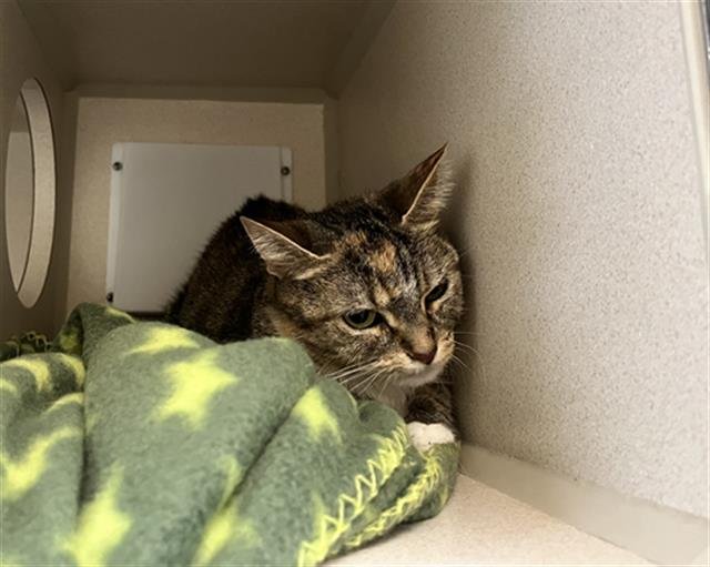 NALA - Domestic Short Hair available for adoption