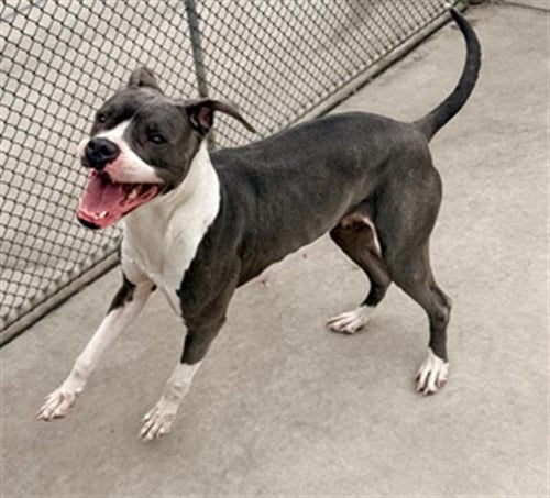 MACKINNON - American Pit Bull Terrier for adoption in Denver
