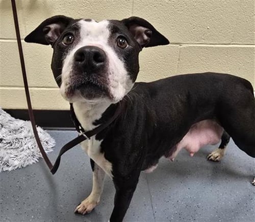 CARDI - American Pit Bull Terrier available for adoption
