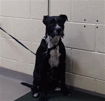 LUCKY - Pit Bull Terrier available for adoption