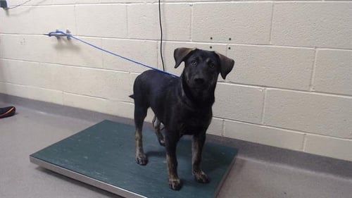HAZEL - Labrador Retriever / Siberian Husky available for adoption