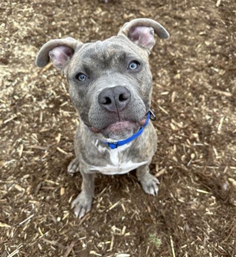 APOSTLE - Pit Bull Terrier available for adoption