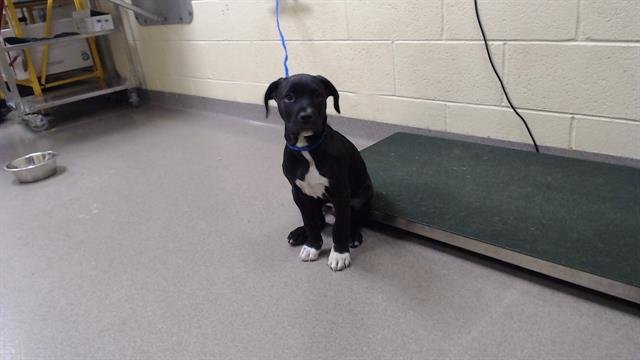 MAX - Pit Bull Terrier available for adoption