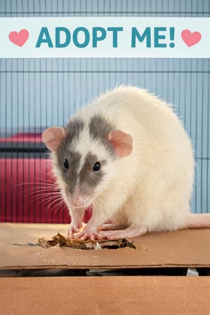 BRITTANY - Rat available for adoption