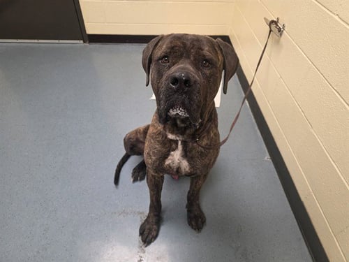 DENALI - Cane Corso Mastiff available for adoption