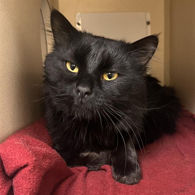 ZOOBOOKS - Domestic Short Hair available for adoption